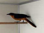 Schubkap tapuit - cossypha albicapilla, Dieren en Toebehoren, Meerdere dieren, Geringd