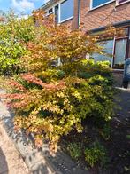 Prachtige Japanse Esdoorn, Tuin en Terras, Planten | Bomen, Ophalen, Bloeit niet, Halfschaduw, Overige soorten