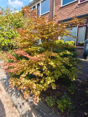 Prachtige Japanse Esdoorn beschikbaar voor biedingen