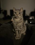 Navy zoekt een thuis, Kater, Gechipt