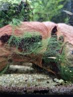 Baby guppen te koop, Dieren en Toebehoren, Reptielen en Amfibieën, Overige soorten, 0 tot 2 jaar