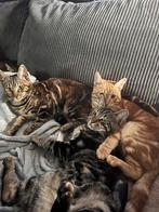 Half bengaalse katten, Dieren en Toebehoren, Katten en Kittens | Raskatten | Korthaar, Meerdere dieren, Ontwormd, 0 tot 2 jaar