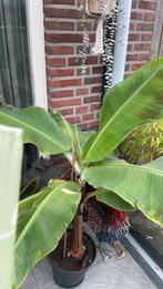 Musa Bananenplant - Tropische sfeer in huis!, Tuin en Terras, Planten | Tuinplanten, Volle zon, Vaste plant, Ophalen of Verzenden