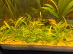 Helanthium tennellum aquarium bodembedekker, Plant(en), Steen of Hout, Ophalen of Verzenden, Zo goed als nieuw