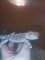 Baardagaam vrouw 1 kan mee naar houten, Dieren en Toebehoren, Hagedis, 0 tot 2 jaar