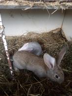 4 mooie Vlaamse reus rammen, Dieren en Toebehoren, Konijnen, Mannelijk, Groot, 0 tot 2 jaar