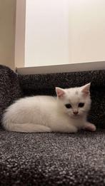 witte britse korthaar, Kater, 0 tot 2 jaar