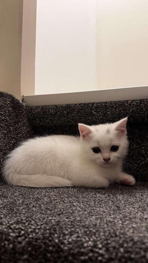 witte britse korthaar, Dieren en Toebehoren, Katten en Kittens | Raskatten | Korthaar, Kater, 0 tot 2 jaar
