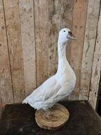 opgezette witte gans ``WOONWINKEL RUSTIEK``, Ophalen of Verzenden, Zo goed als nieuw, Vogel, Opgezet dier
