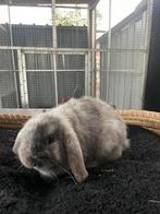 Mooi minilop rammetje, Dieren en Toebehoren, Konijnen, Mannelijk, Klein