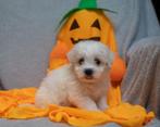 Super mooi nestje dwerg poedel x maltezer maltipoo pups 🥰, Dieren en Toebehoren, CDV (hondenziekte), 8 tot 15 weken, Meerdere