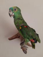 Opgezette blauwvoorhoofd amazone, Verzenden, Gebruikt, Vogel, Opgezet dier