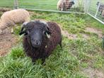 Ouessant rammetje te koop., Dieren en Toebehoren, Mannelijk, Schaap