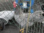 leghorn hen blauw grijs, Dieren en Toebehoren, Vrouwelijk, Kip