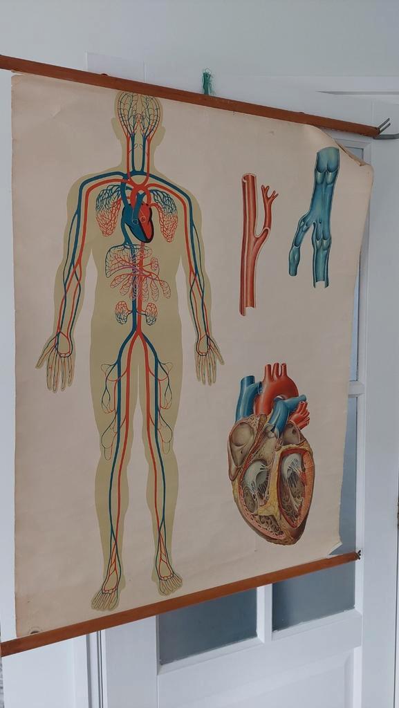 Vintage medische schoolplaat Hygiene museum Dresden, Antiek en Kunst, Antiek | Schoolplaten, Natuur en Biologie, Ophalen of Verzenden