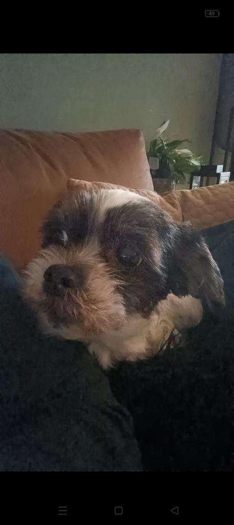 Shih tzu teefje 12 jaar oud, Dieren en Toebehoren, Honden | Chihuahua's en Gezelschapshonden, Teef, Overige rassen, Particulier