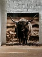 Glazen Schilderij Schotse Hooglander 80x80 - Nieuwstaat, Huis en Inrichting, Ophalen, Nieuw, Schilderij, 75 tot 100 cm