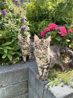 Prachtige XXL maine coon kittens met stamboom, Dieren en Toebehoren, Meerdere dieren