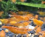 Oranje garnalen, Dieren en Toebehoren, Vissen | Aquariumvissen, Kreeft, Krab of Garnaal