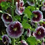 Zaden Alcea rosea Creme de Cassis, Verzenden, Volle zon
