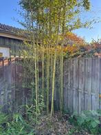3 soorten bamboe  Gratis af te halen, Tuin en Terras, Planten | Bomen, Ophalen, Bloeit niet, Halfschaduw, Overige soorten