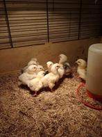 Broedeitjes wyandot kriel columbia, Dieren en Toebehoren, Pluimvee, Meerdere dieren, Kip