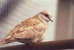 Diamand duif, Dieren en Toebehoren, Vogels | Overige Vogels, Meerdere dieren