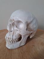 Skull spaarpot lifesize, Ophalen of Verzenden