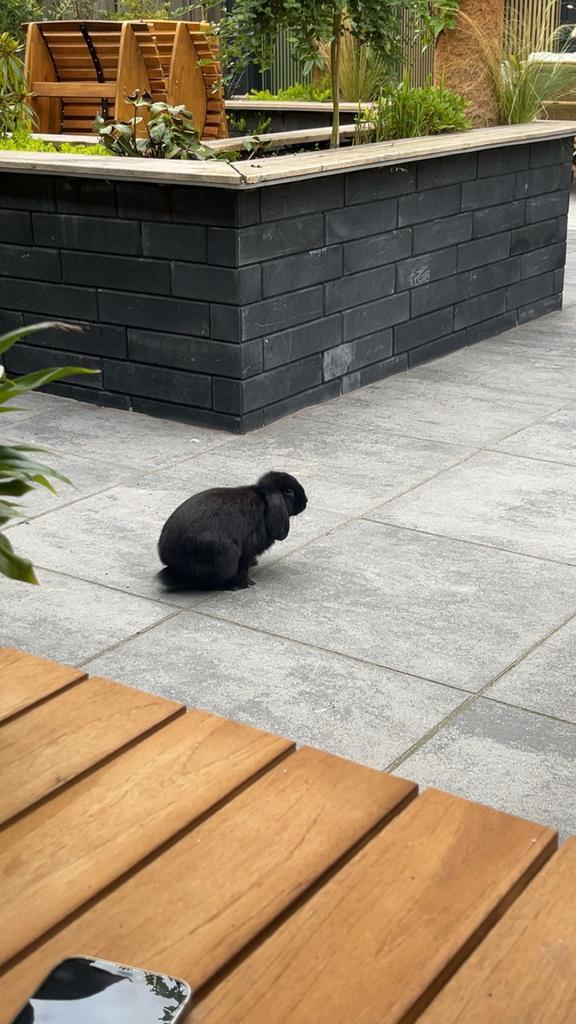 Konijn, Dieren en Toebehoren, Konijnen, Middelgroot, Mannelijk, 0 tot 2 jaar, Hangoor