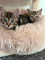 Bengaalse kittens (vrouwtjes), Dieren en Toebehoren, Katten en Kittens | Overige Katten, Poes