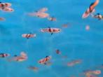 Endler tiger koi gup - guppy per paar - Koidream Valburg, Dieren en Toebehoren, Vis, Zoetwatervis