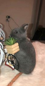 2 dwerg konijnen, Dieren en Toebehoren, Ophalen of Verzenden, Zo goed als nieuw, Overige typen