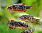 Galaxy Rasbora - Danio Margaritatus, Dieren en Toebehoren, Vissen | Aquariumvissen, Vis