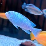 Malawi Sichlid Blauwe 10-13 CM, Dieren en Toebehoren, Vissen | Aquariumvissen, Vis, Zoetwatervis, Schoolvis