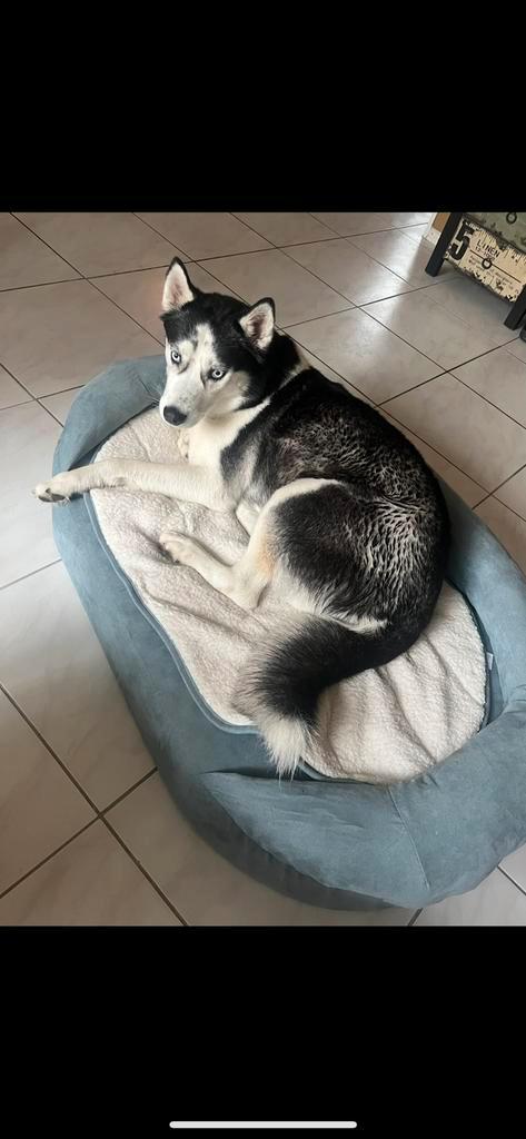 Orthopedische hondenmand, Dieren en Toebehoren, Hondenmanden, Gebruikt, Stof, Verzenden