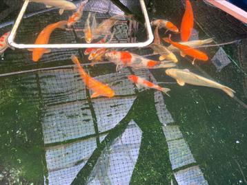 Japanse koi, goudvissen, filters voer en controles. beschikbaar voor biedingen