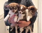 Chihuahua, Dieren en Toebehoren, Honden | Chihuahua's en Gezelschapshonden, Reu, 8 tot 15 weken, CDV (hondenziekte), Meerdere