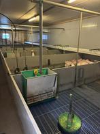 Biggen hokken [434], Boekhorst Trading, Info@boekhorsttrading.com, Singel 16, Horssen