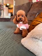 Toy poedel teefje gast gezin gezocht., Dieren en Toebehoren, Honden | Chihuahua's en Gezelschapshonden, Poedel, Rabiës (hondsdolheid)