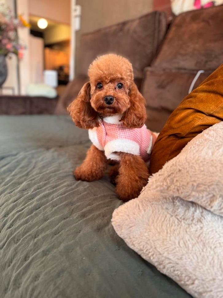 Toy poedel teefje gast gezin gezocht., Dieren en Toebehoren, Honden | Chihuahua's en Gezelschapshonden, Teef, Poedel, Fokker | Hobbymatig