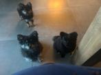 Pomeriaan puppy dwergkeeshond en spits huiselijk opgevoed, Dieren en Toebehoren, Rabiës (hondsdolheid), Overige rassen, 8 tot 15 weken