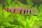 Epiplathys dageti / dwarsbandsnoekje, Dieren en Toebehoren, Vissen | Aquariumvissen, Vis, Zoetwatervis, Schoolvis