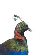 Gezocht: overleden vogels, Dieren en Toebehoren, Vogels | Overige Vogels, Meerdere dieren