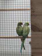 Halsband parkieten kweekkoppel broedrijp, Dieren en Toebehoren, Vogels | Parkieten en Papegaaien, Meerdere dieren, Parkiet