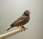 Bandvinken, Dieren en Toebehoren, Mannelijk, Tropenvogel