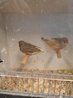 Koppel zebravinken pastel zwartborst, Meerdere dieren, Geringd