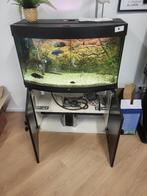 juwel vision180liter aquarium inclusief vissen te koop in 1x, Ophalen, Zo goed als nieuw, Gevuld zoetwateraquarium