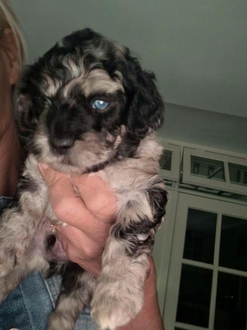 3Mini austalian cobberdog/labradoodle 35 cm.  (TRICOLOR), Dieren en Toebehoren, Honden | Chihuahua's en Gezelschapshonden, Meerdere dieren