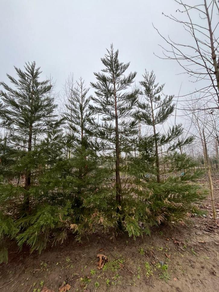 metasequoia giganteum 20/25 tot 30/35, Tuin en Terras, Planten | Bomen, Overige soorten, 250 tot 400 cm, Halfschaduw, Bloeit niet