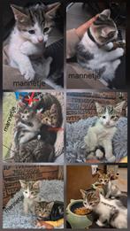 Kittens en mama., Meerdere dieren